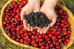 میوه خشک با بستهبندی متنوع | قیمت مناسب خرید عالی